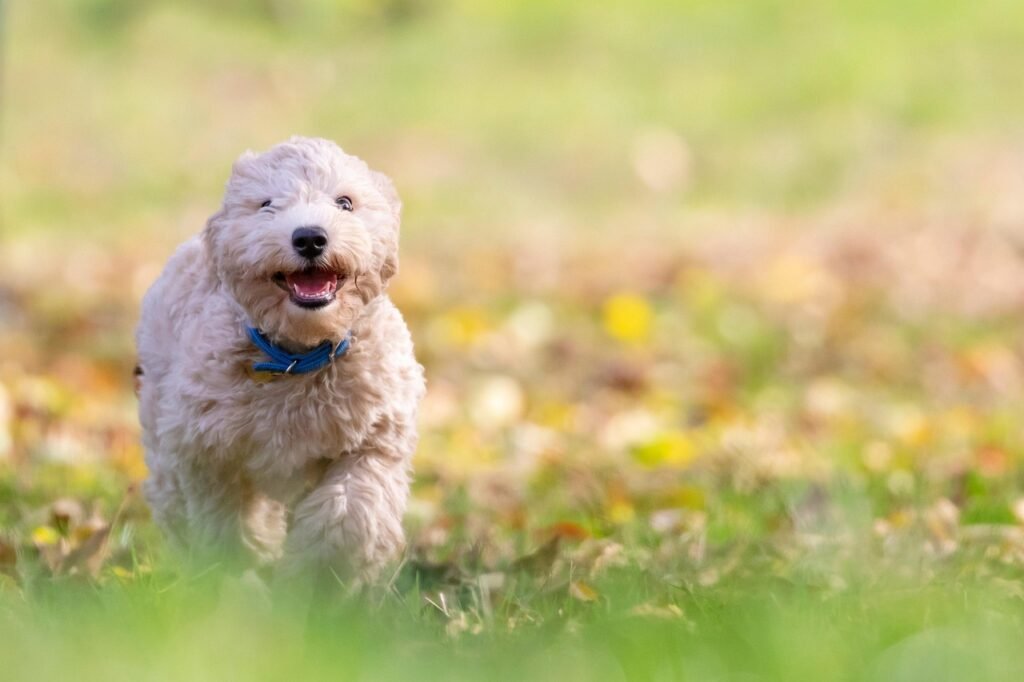 dog, puppy, pet, bichon frise, animal, pup, nature, young dog, toy dog, doggy, domestic dog, canine, mammal, cute, adorable, furry, portrait, park, outdoors